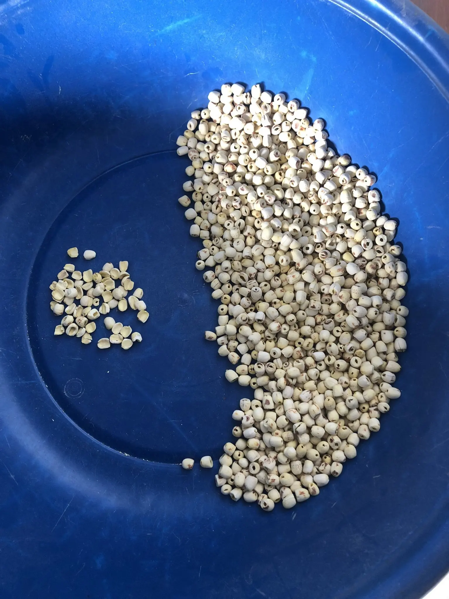 Вьетнамское происхождение 100% Натуральные Сушеные белые семена лотоса дешевая цена сельскохозяйственный продукт