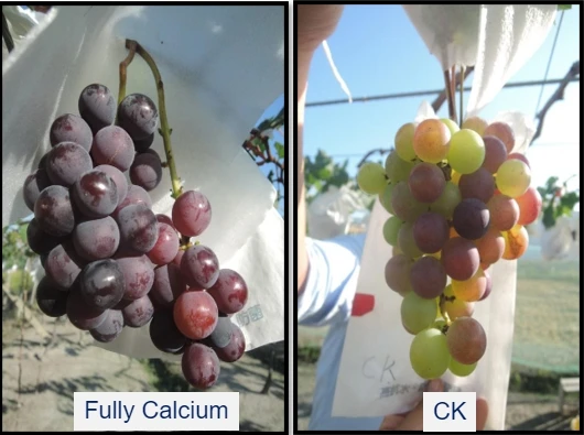 Жидкое удобрение для овощей и фруктов производства Тайвань с высоким содержанием азота кальция