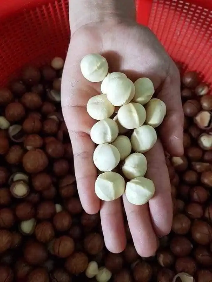 Лучшая цена макадамия (мисс Деми: WhatsApp + 84961 733 400)