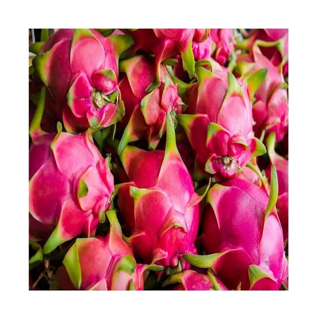 
Best price for fresh pitaya from Vietnam for European market 