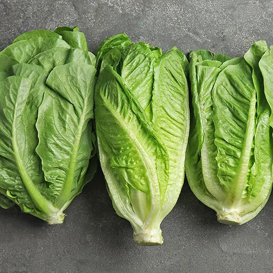 Fresh lettuce