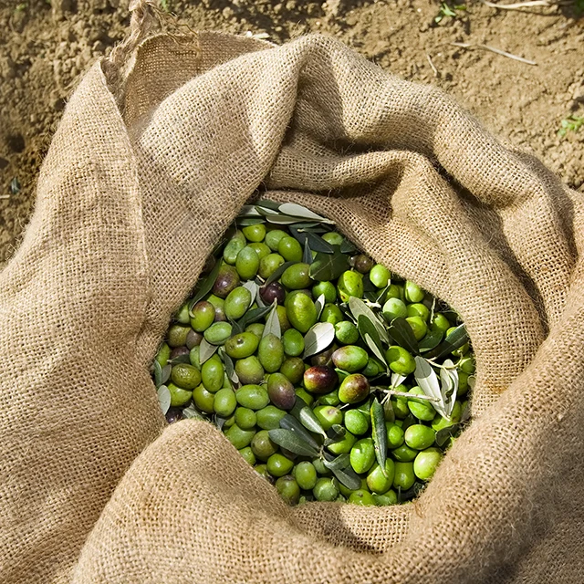 Top Quality Cold Pressed Italian plant oil Extra Virgin Olive Oil - COLLE CORVIANO 50cl cooking oil