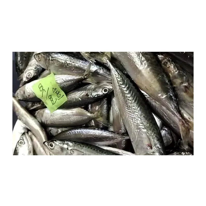 High Quality Natural Frozen Fish Mackerel Exporters Cheap Price from Indonesia