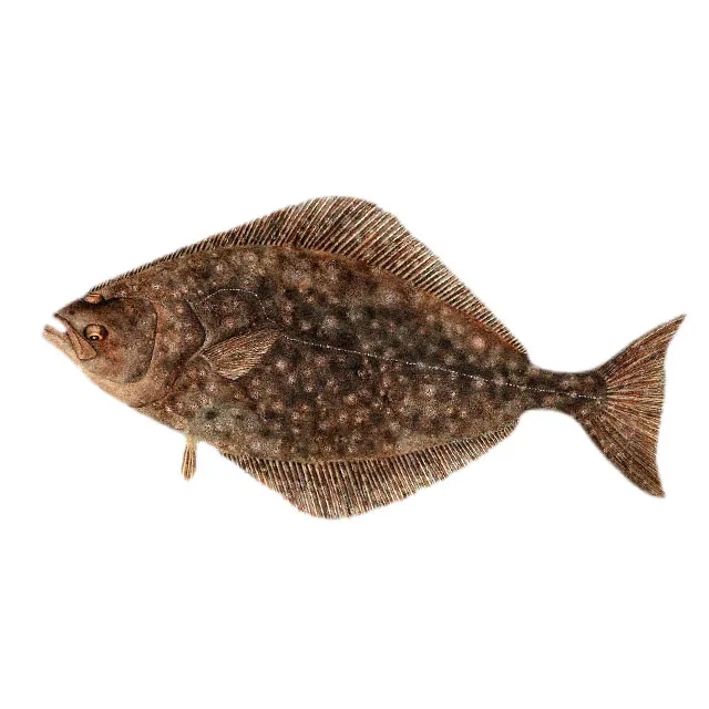 
High Value And No Small Thorns Frozen Fish Flounder Filleting Black Halibut Fresh Frozen Halibut Fish In Bulk 