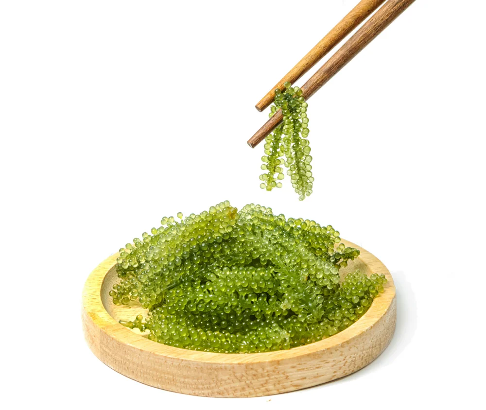 SeaGrapes/Lato Seagrapes Healthy Food Fresh, Sea Grapes/Lato  Seagrapes From Vietnam