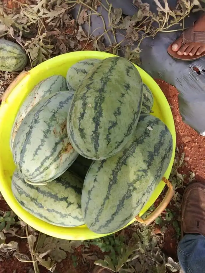  Производитель семян гибридного арбуза гамма F1 по оптовой цене 4 t0 5 кг