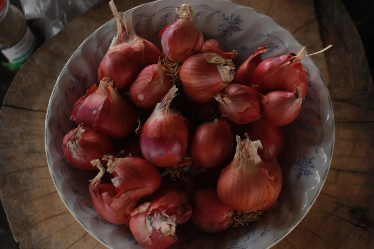 
Fresh Shallot Onion from Thailand 