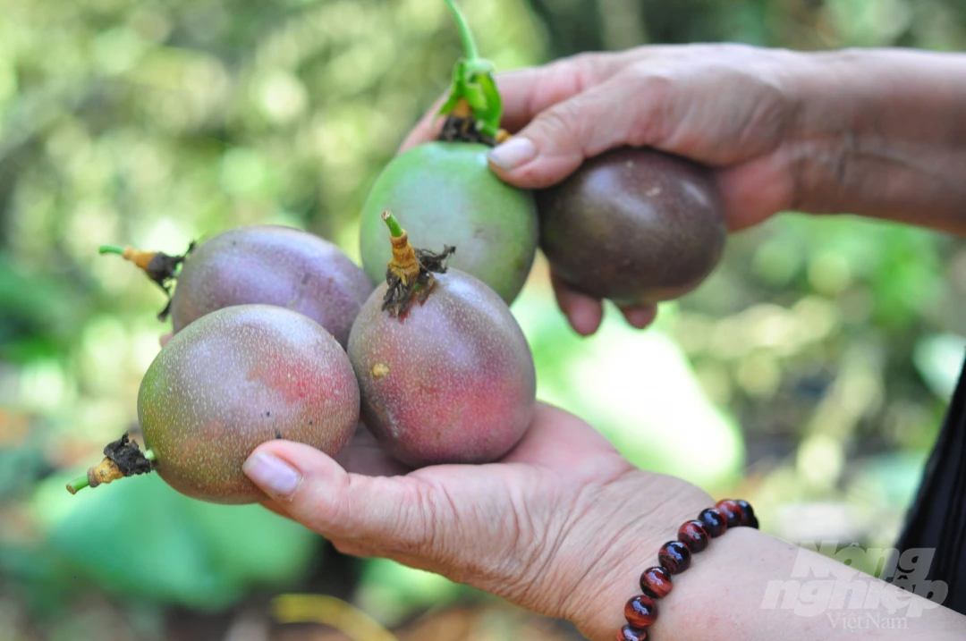
Hot selling Organic VIETGAP Certification 4- 6 pcs Per Kg Fresh Passion Fruit 