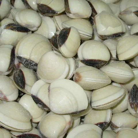 
Healthy Fresh Natural Frozen Boiled Short Neck Clam Prices 