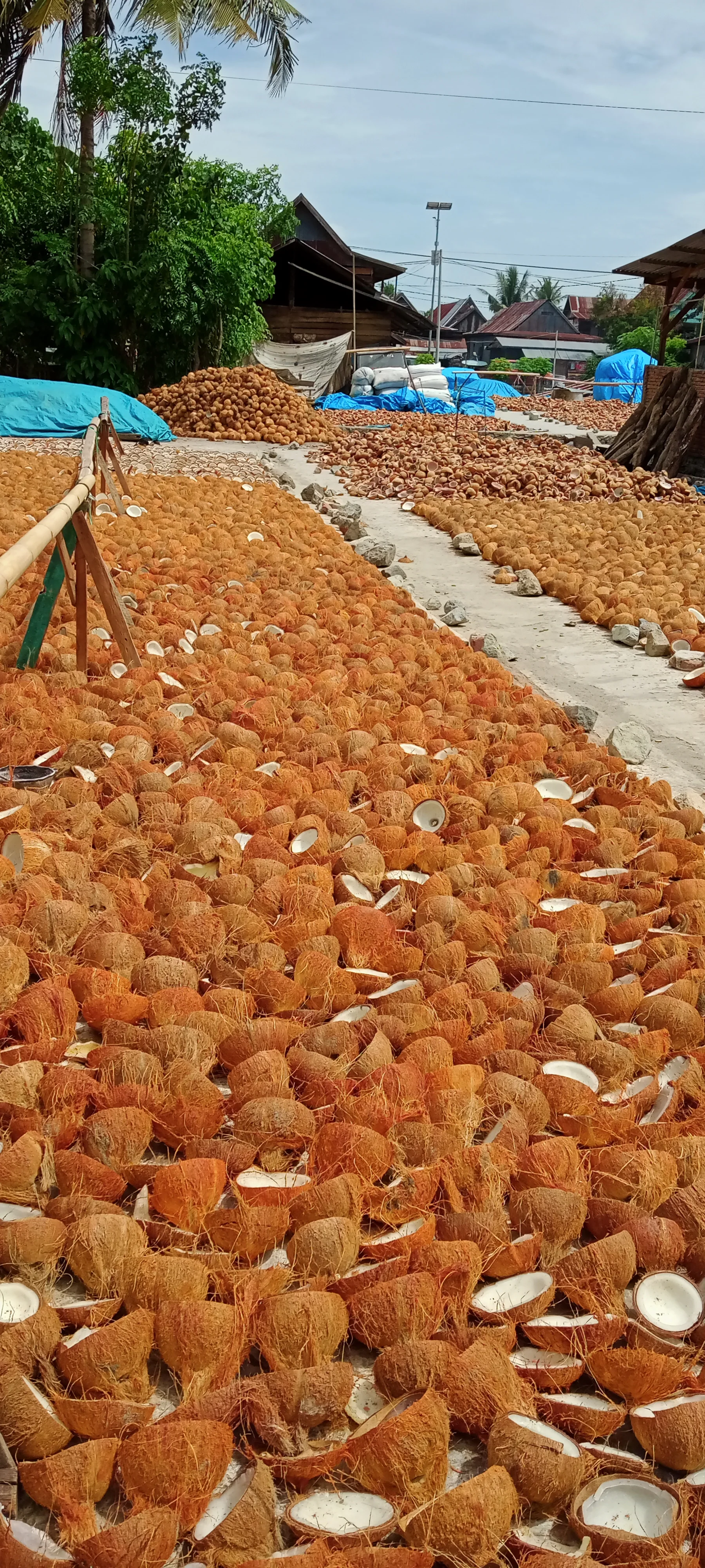 Идеальный белый коричневый сладкий жирный вкус полностью сушеный кокосовый копра по надежной цене от Sulawesi Indonesia, WA + 62811446099