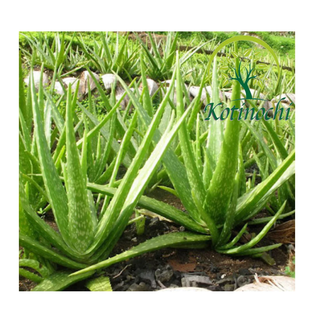100%  natural aloe vera plant