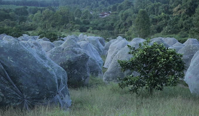 Производитель тюля из 100% полиэстера сетка от комаров мягкая тюль в рулоне цвет под заказ