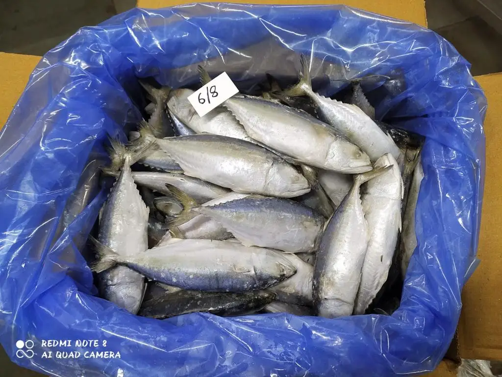 Замороженная индийская скумбрия