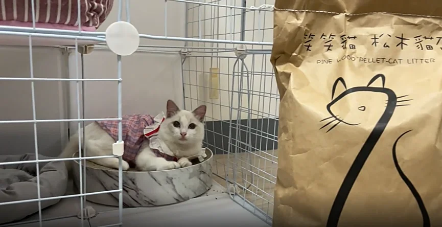 bentonite cat litter