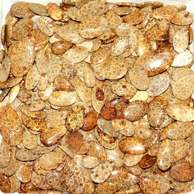 Yellow Fossil Coral Stone Natural Fossil Coral Cabochon Fossil Coral Gemstone Wholesale Fossil Coral Loose Gemstone For Jewelry