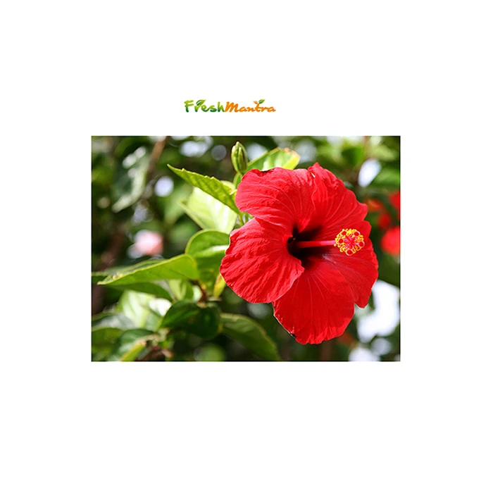 100% Natural Sun Dried Hibiscus Leaves Made Tea Bag Sabdariffa Roselle Tea Bags By FRESH MANTRA