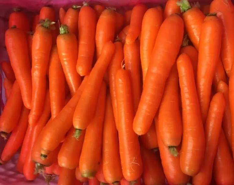 Fresh Carrot from Turkey