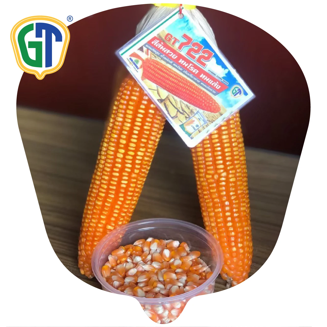 
Deep kernels Good Husk Cover Deep Orange Hybrid Bulk GT722 Corn Seed With Phytosanitary Certification From Thailand 