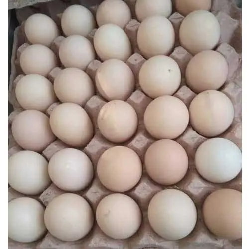 broiler-egg-500x500.jpg