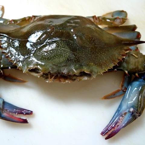 High Quality Crab Alive and Frozen Whole Round Soft Shell Crab