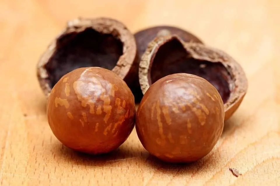 
Grade A Organic Dried Macadamia Nuts Shell Cracked in Zipper Bag Packaging 
