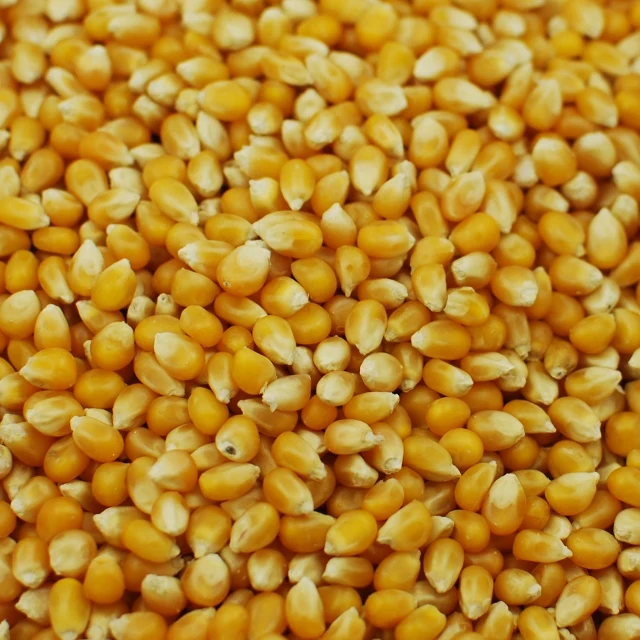 Wholesale bulk 100% Mature Corn nutrient-rich organic corn Austria
