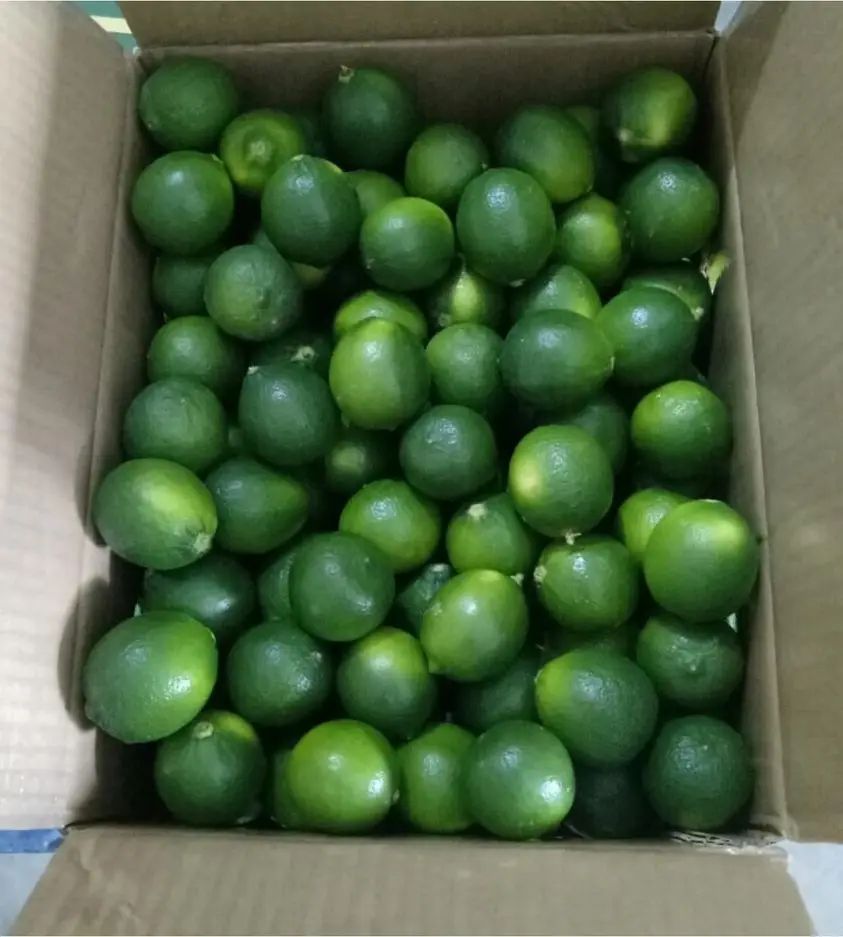  Натуральный желтый цвет лайма органический оригинальный тип продукт лимонного класса свежие фрукты
