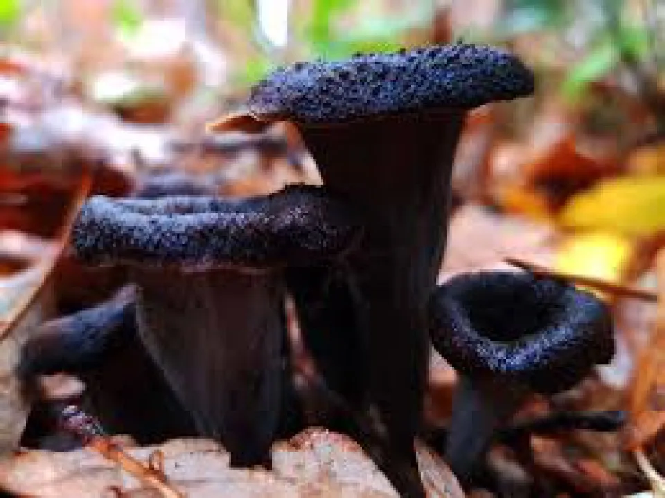 Low Price Wholesale Premium Quality Long Lasting Frozen Fresh Trumpet Mushroom - Made in Turkey