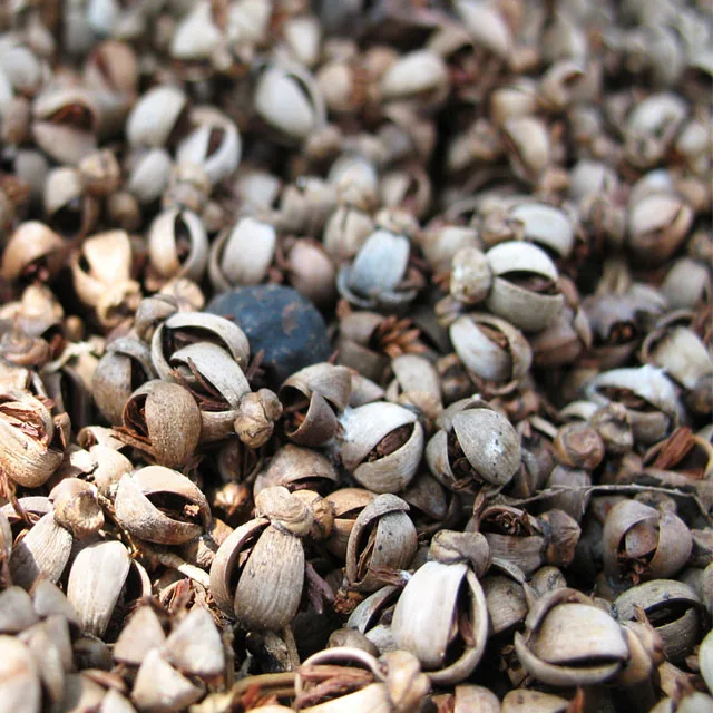 
Palm Kernel Shell from Agricultural Waste at Competitive Price 