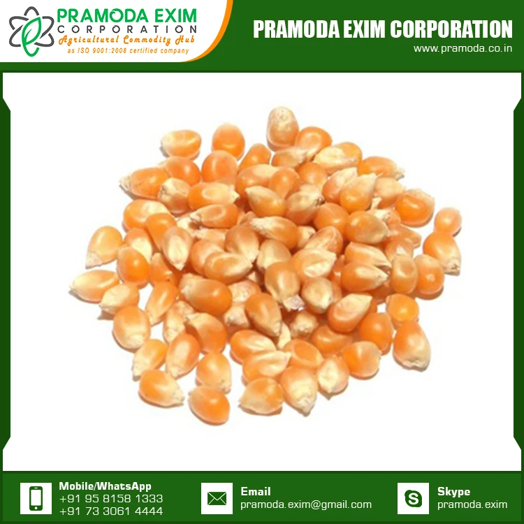 
Yellow Maize Corn Best Yellow Maize Corn for Animal Feed for Sale 