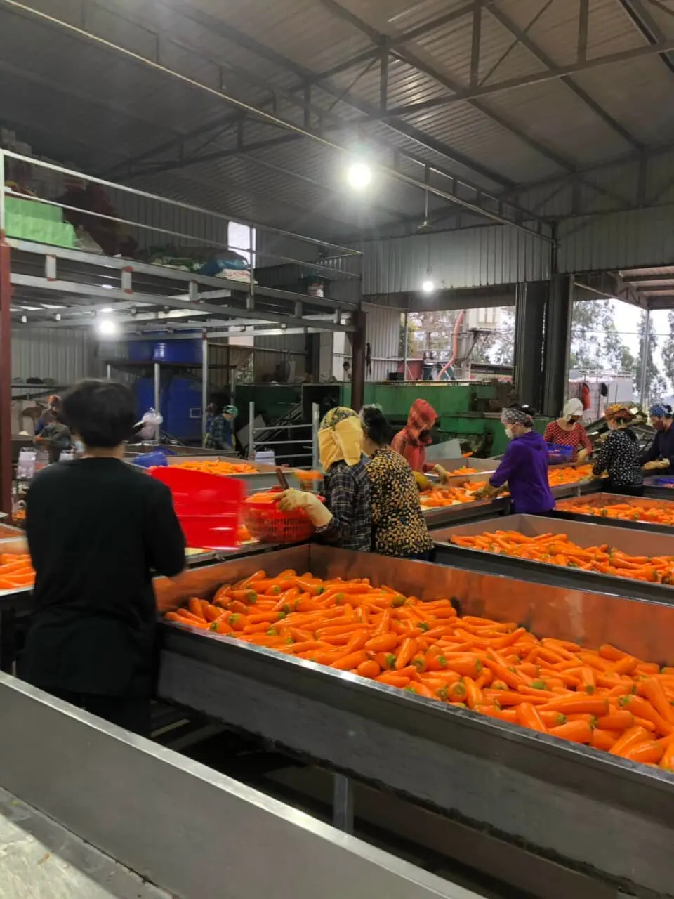 Fresh Carrots From Vietnam Market