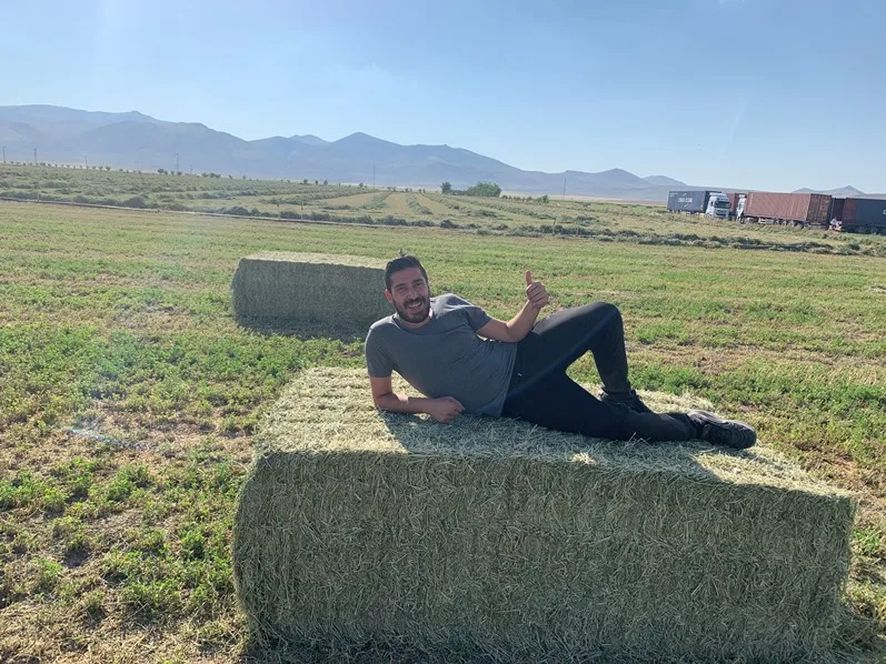 Alfalfa Hay Animal Feeding Stuff Alfalfa, hay/alfalfa hay pellets Timothy Hay/ Alfalfa in Bales Best Super Top Quality