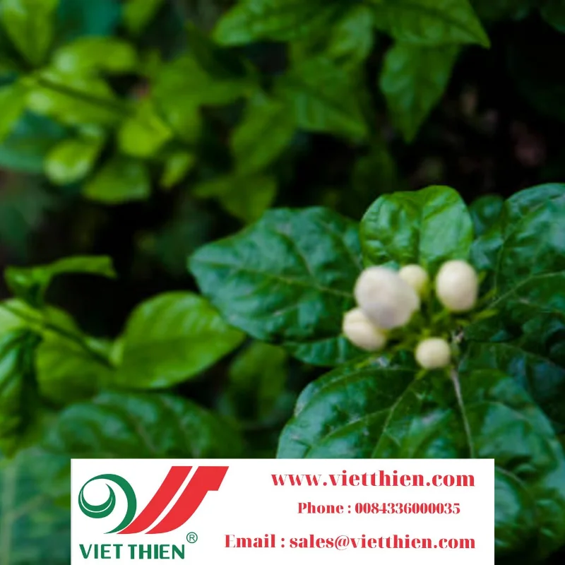 Jasmine tea is grown and produced in Vietnam with a strict process to ensure high quality to consumers