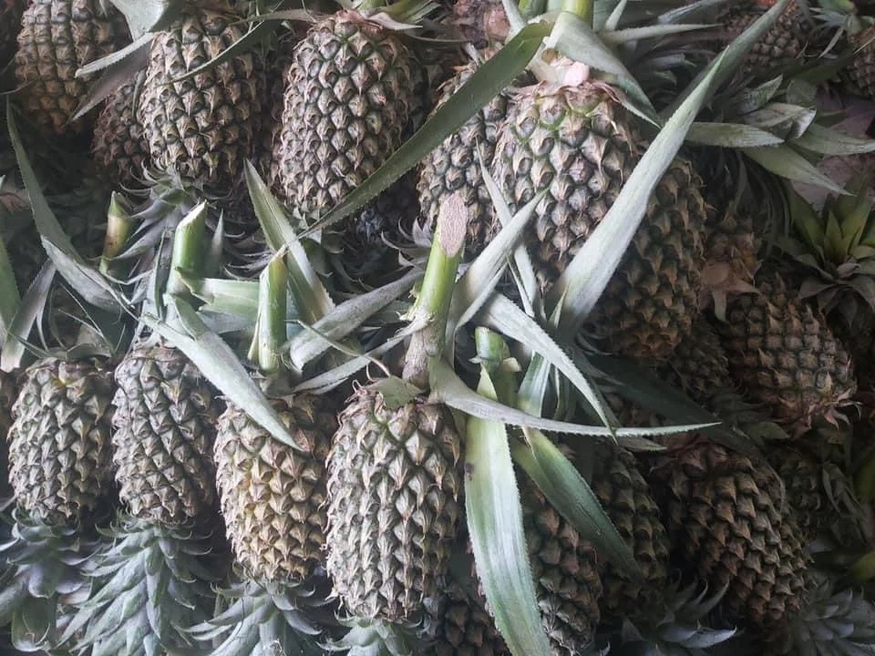 
High quality Wholesale Fresh Pineapples from Vietnam at Competitive Price 