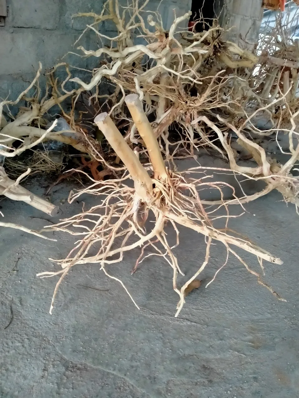 Hot Design 2024 Natural Trunk Driftwood Tree for Aquarium Fish Tank Decoration Ornament WhatsApp +84 963 949 178