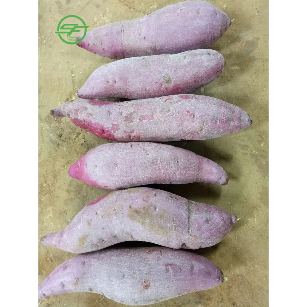 Здоровое питание-свежий фиолетовый сладкий картофель на продажу (Whatsapp/zalo/wechat: + 84 912 964