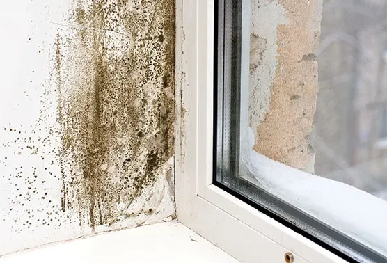 Anti Mold / Mildew / Fungus / Algae Primer