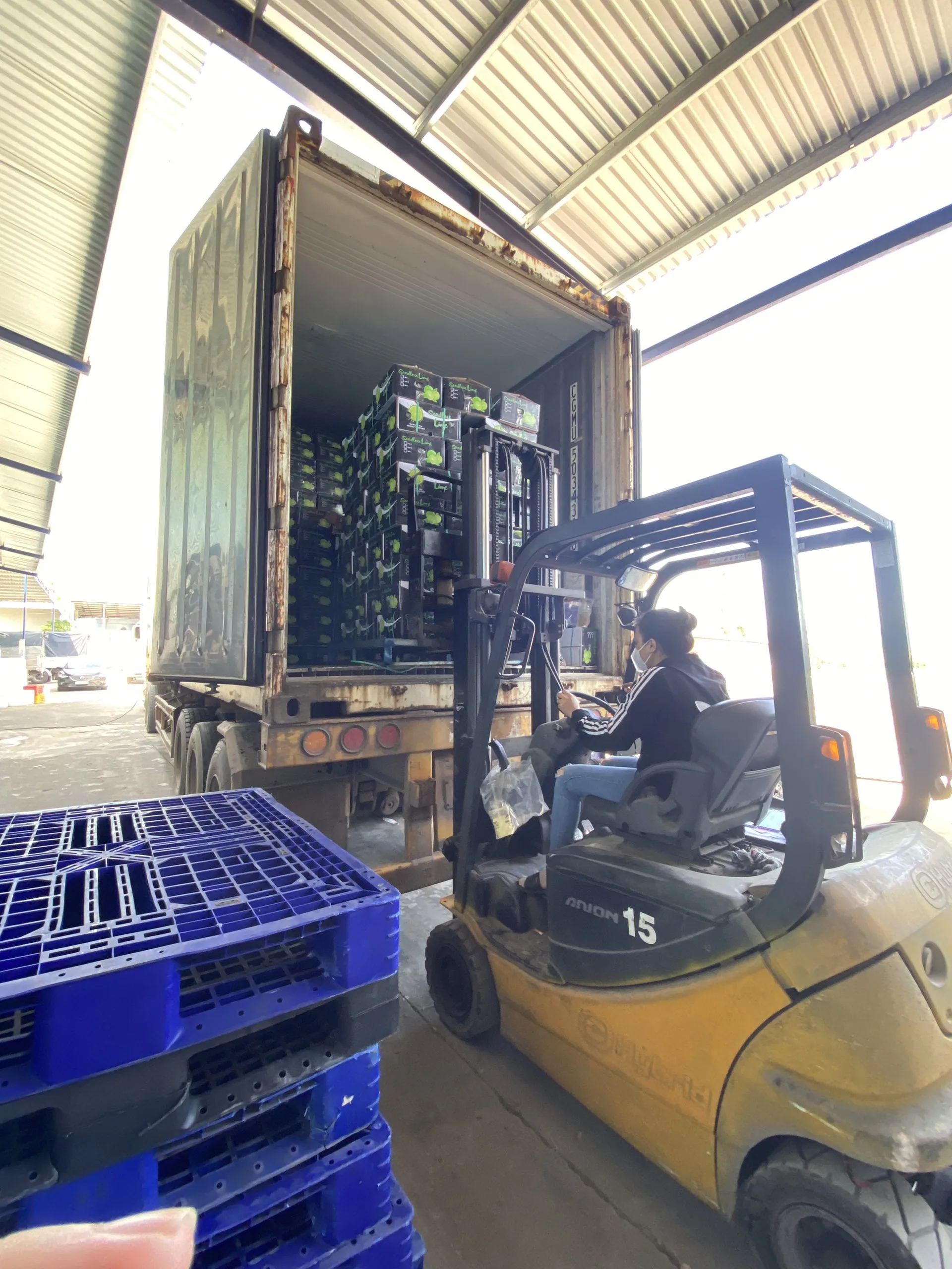 Высокое качество свежий лимон/Лучшая цена зеленый лимон/мисс Эстер (WhatsApp: + 84