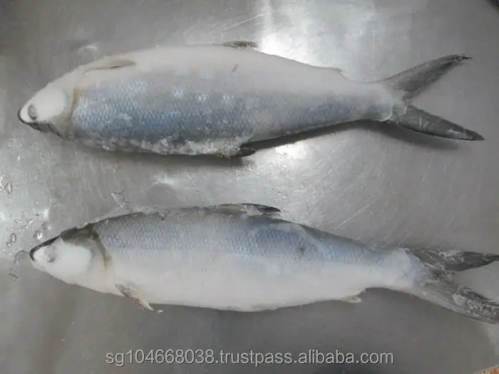 Indonesia Chanos Chanos Frozen Milk Fish Whole Round with IQF Freezing 18 Months Shelf Life Various Sizes 10kg/ctn