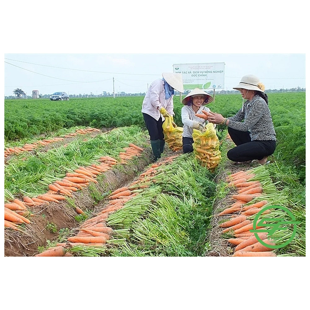 Оптовая продажа Высококачественная хрустящая длинная свежая морковь из Вьетнама