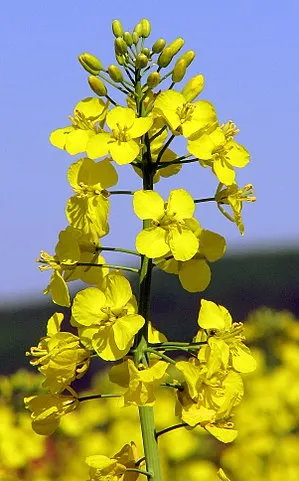 
Premium Quality Refined Rapeseed Oil in Bulk or Bottled 