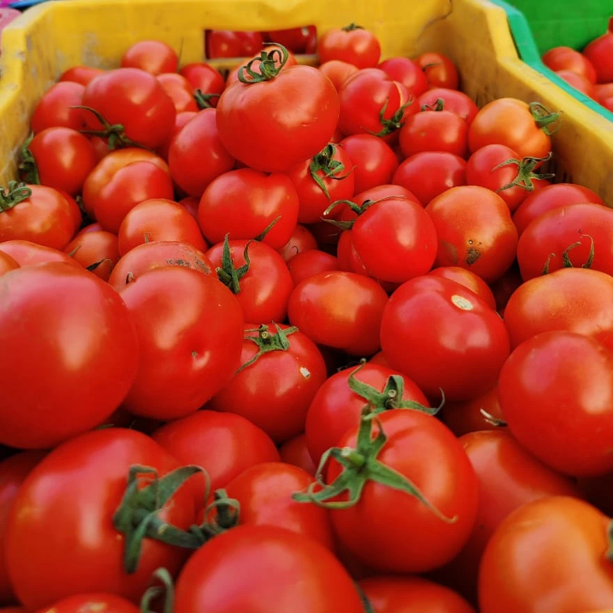 
ROUND SHAPE TOMATO SEEDS VERITIES 