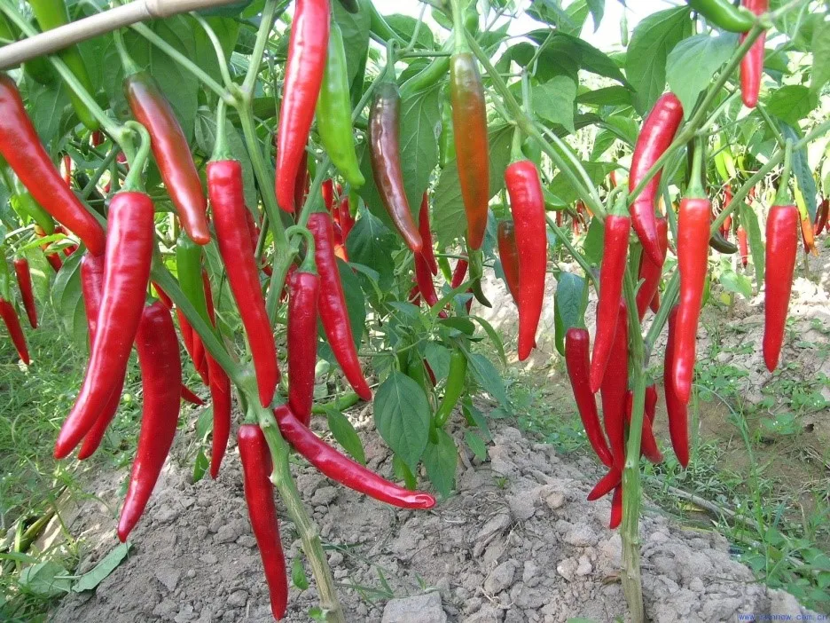 
Fresh chili pepper from Vietnam 