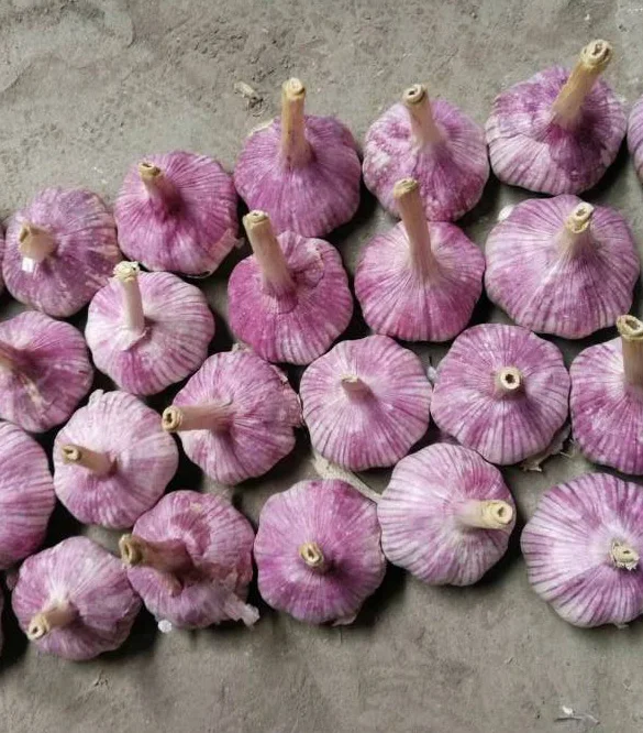 
Bulk IQF Frozen Fresh Peeled Garlic Cloves 