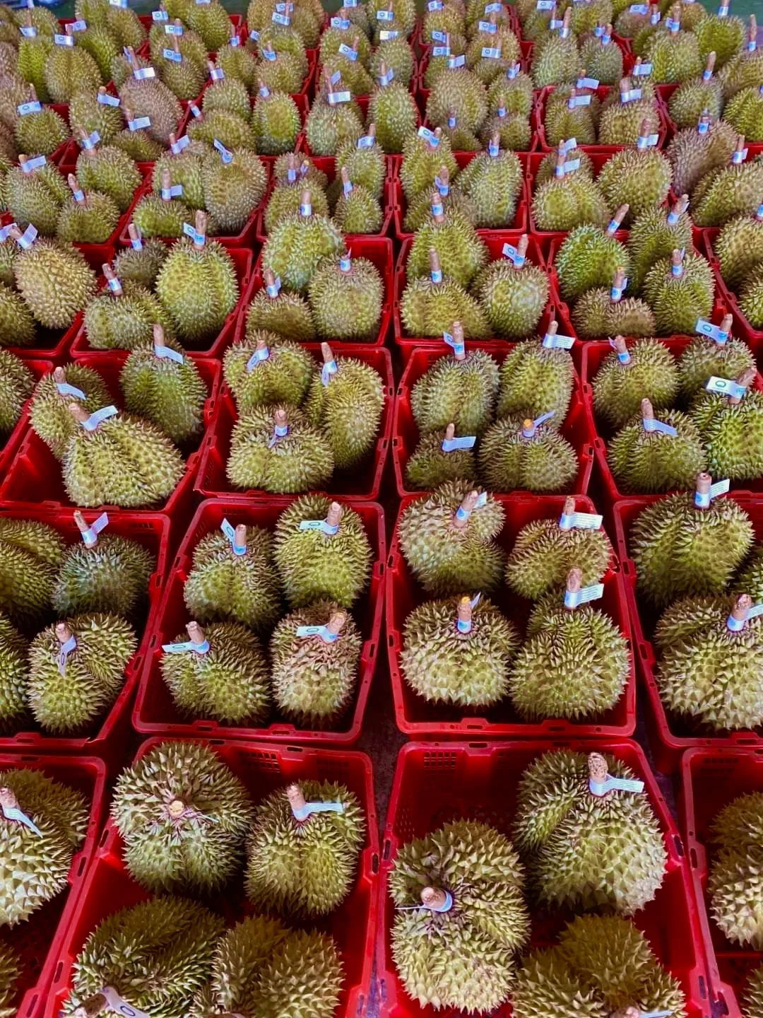 
Premium Quality Monthong from Thailand Fresh Durians 