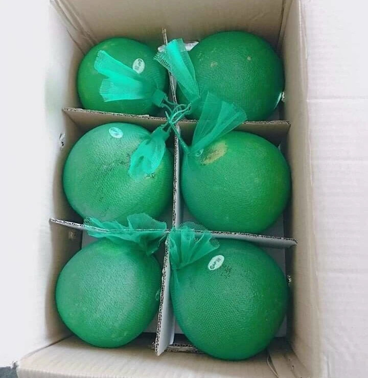 Wholesale 100% Fresh Citrus Grapefruit pomelo fruit fresh/organic Newest Season Natural color Tasty made in Viet Nam