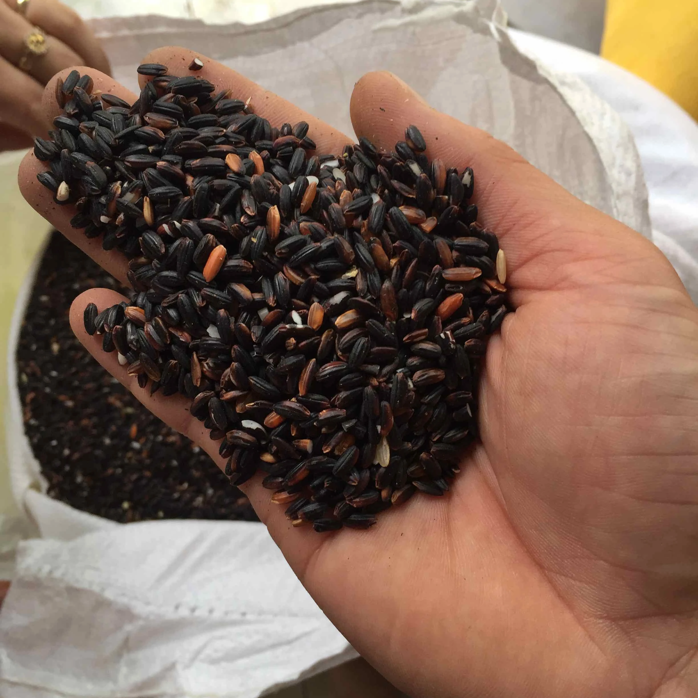 
High quality Black Rice//Sticky Rice// Glutinous Rice From Vietnam 