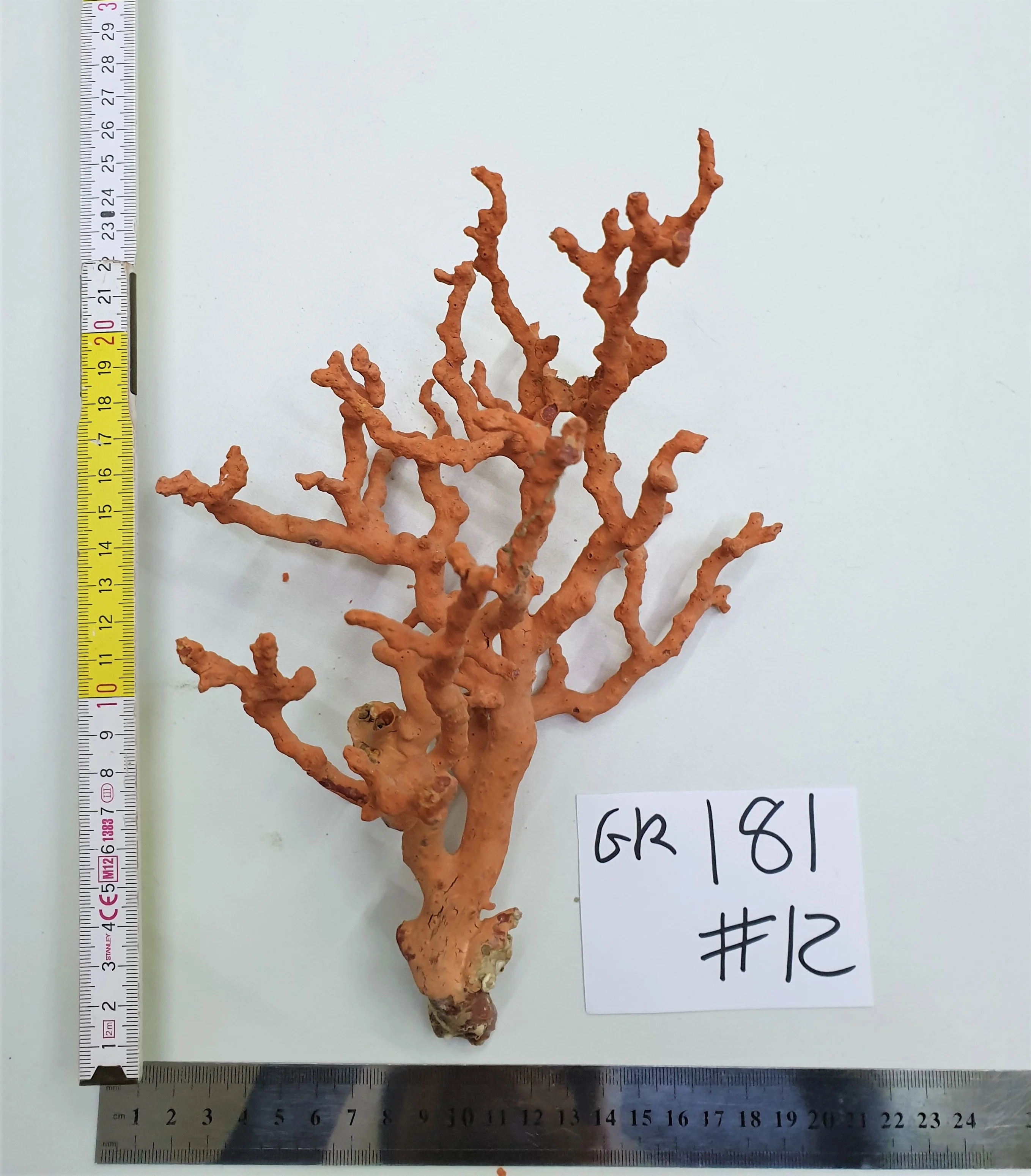 
RED CORAL Branch Specimen #12 Branch Natural Shape Natural BRANCHES AA TOP GRADE Decoration 27x20cm 181 GR Decorations Ect 27CM 