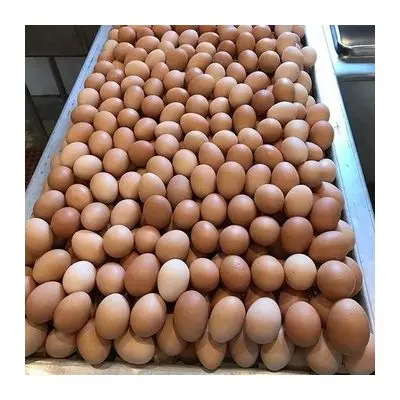 Свежие куриные яйца