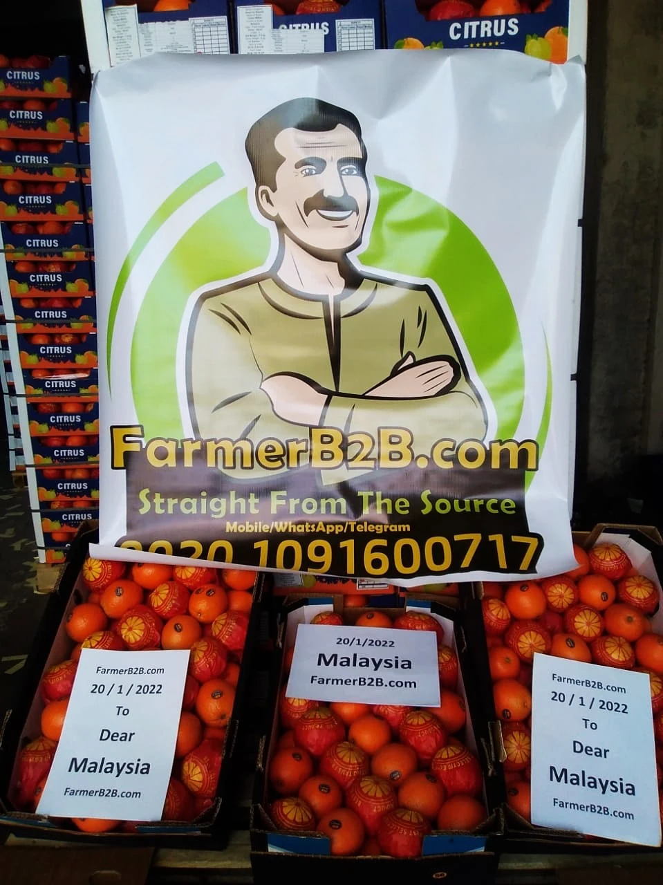 2022 Египет Свежий Оранжевый наша последняя доставка в Малайзию (Высшее качество)